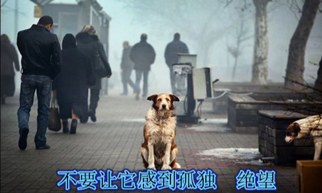 周口周口爱影圈微博微信转发案例